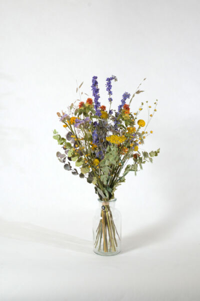 Trockenstrauss M - Galerie